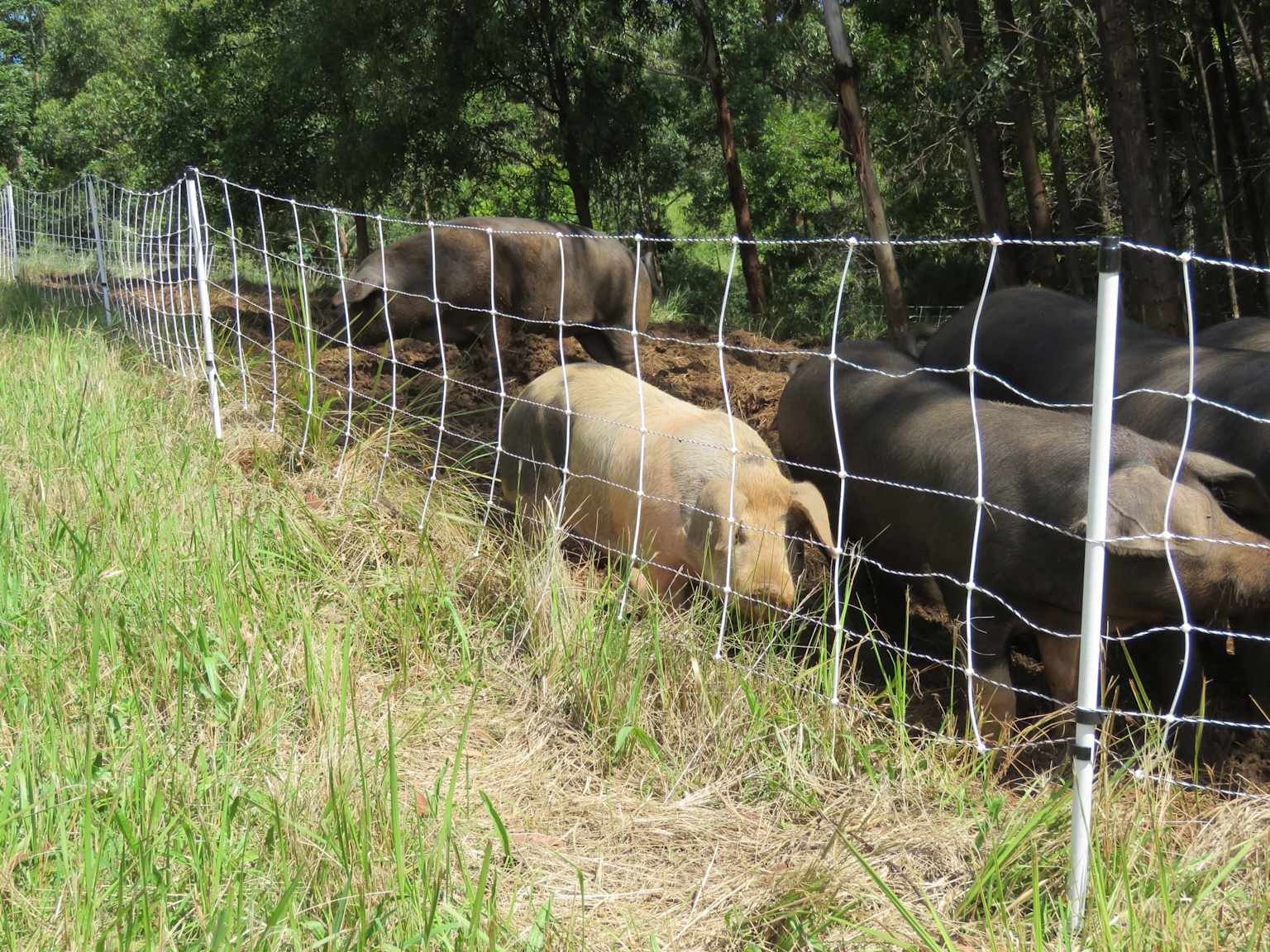 Pigs contained with electric fence in pasture setting