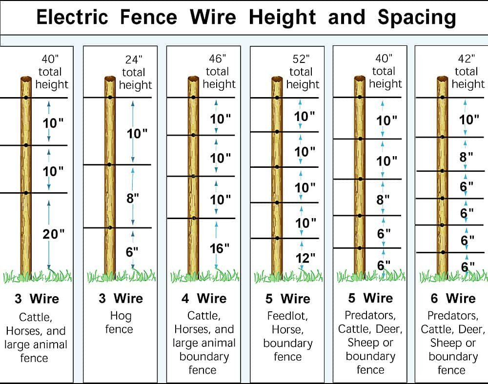 Electric fence wire height positioning for pigs