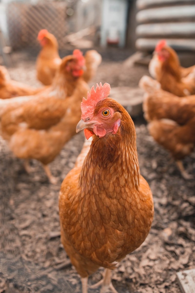 Backyard chickens behind wire fence in practical farm setting