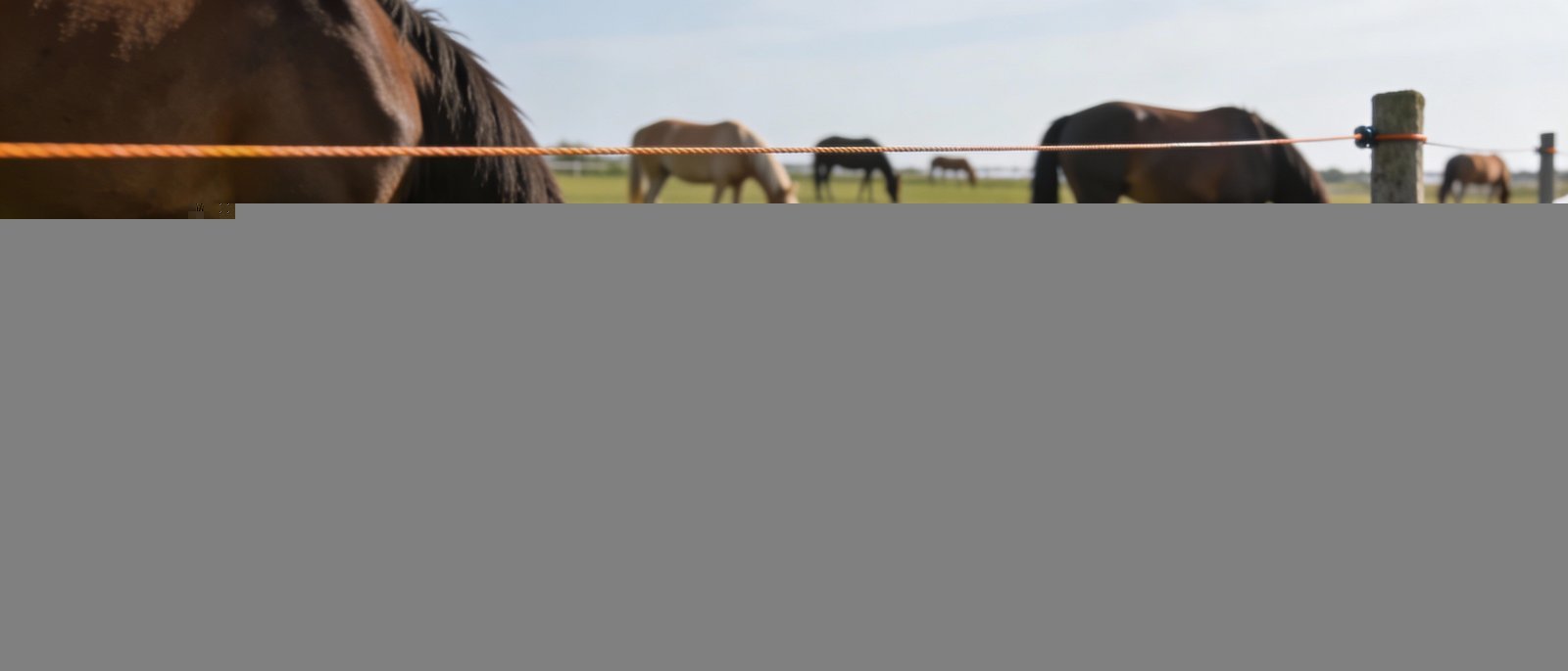 Horses grazing safely near properly installed electric fencing