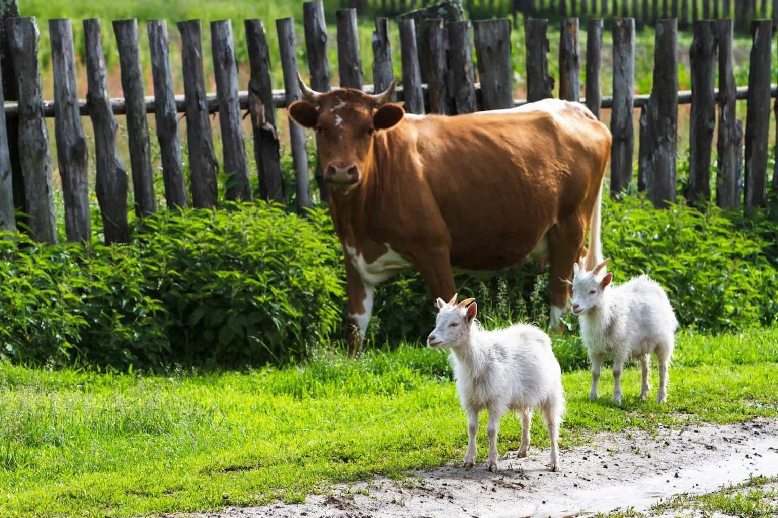 Mixed livestock fencing scenario with multiple species