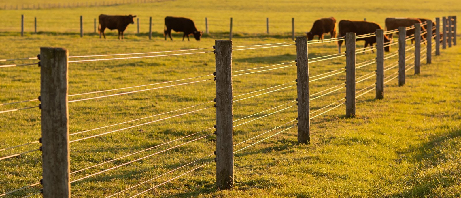 Realistic photo of cattle grazing near a high-tensile wire fence in an open pasture, natural light, no text overlays