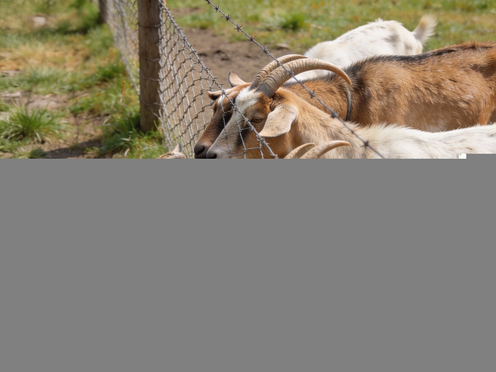 Goats testing pasture fence boundaries
